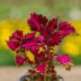 Coleus – Carnival – 4.5″ Pot